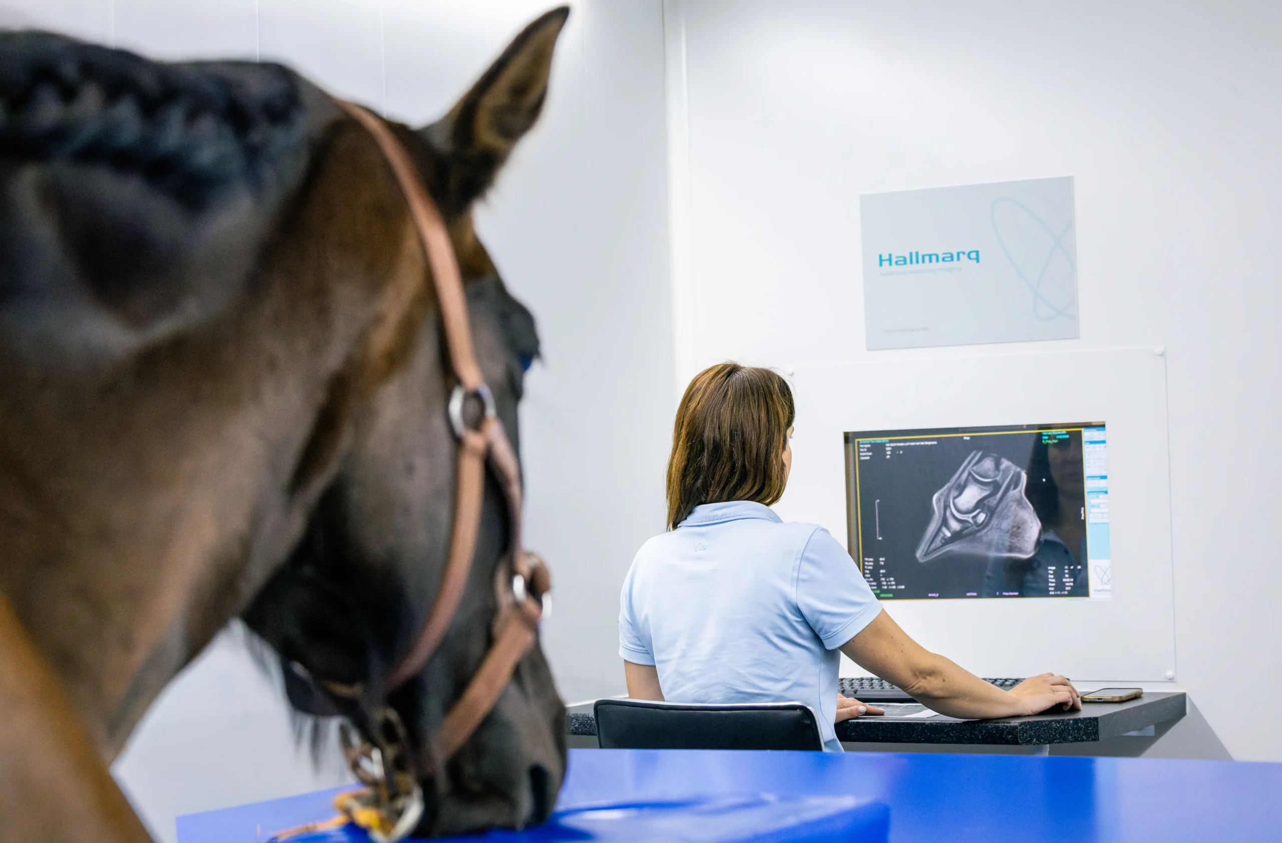 Instalaciones y equipamiento de Aznalcóllar Hospital Equino